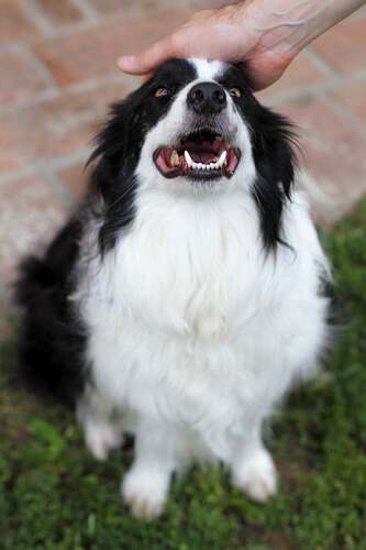 cute-pictures-border-collies (6)