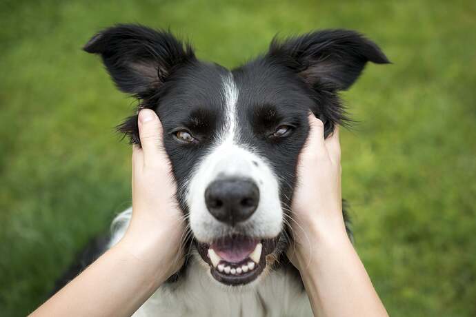 cute-pictures-border-collies (4)