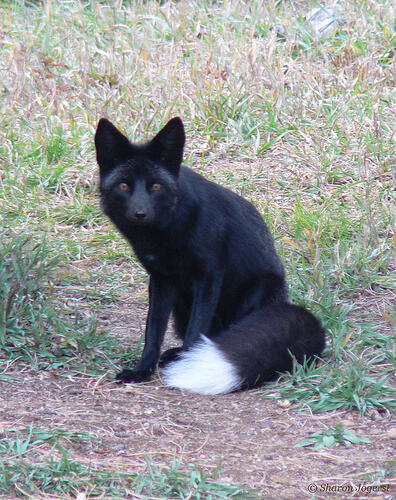 mysterious-black-fox-sharon-jogerst